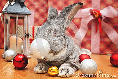 A beautiful male rabbit of the Belgian Giant breed lies among Christmas decorations and presents with a surprise for Christmas Stock Photo