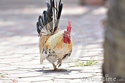 Beautiful male roosters walk on the decorated brick floor in the outdoor garden. Stock Photo
