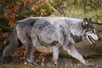 Beautiful male timber wolf walking Stock Photo