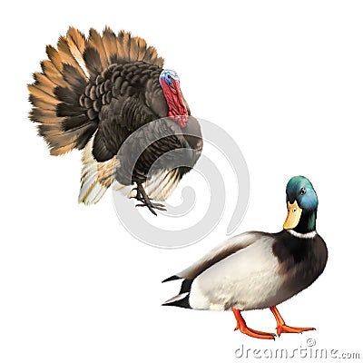 Beautiful male turkey eating food, mullurd duck Cartoon Illustration