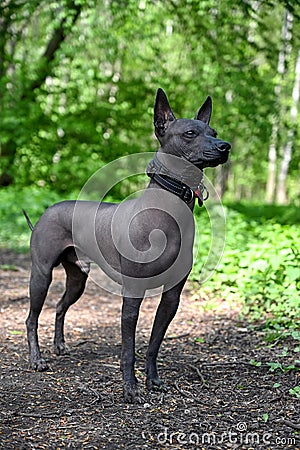 Beautiful male Xoloitzcuintle Mexican Hairless Dog in black collars standing against green forest background Stock Photo