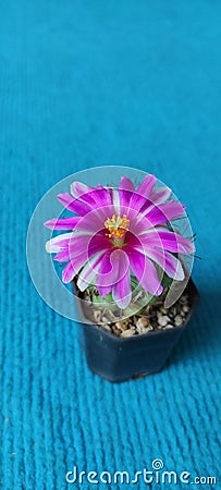 Beautiful Mammillaria schumannii,pink flowers cactus in small black pot, cutest and freshy. Stock Photo