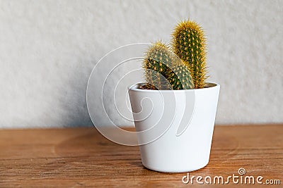 Beautiful Mammillaria spinosissima cactus in the pot on a wooden table and with a gray background Stock Photo