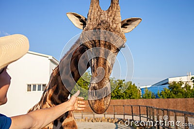 beautiful man strokes a giraffe in the biopark. Close communication with wild African animals. A tourist happy, enjoys Stock Photo