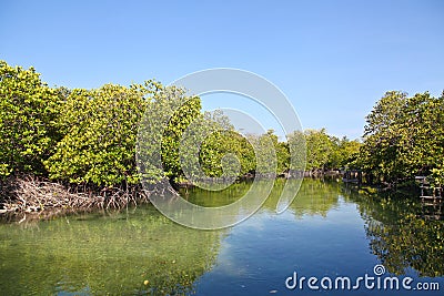 Beautiful mangrove forest Stock Photo