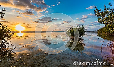 Beautiful mangrove swamp at sunset in Florida Keys Stock Photo