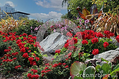 Red Geraniums, Red Verbena, Boxwood, Dark Leaved Pink Dahlias, ornamental grasses and a Banana tree in a garden Stock Photo