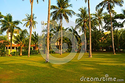 Beautiful many coconut trees in beach house Stock Photo