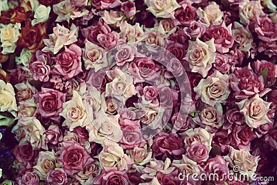 Beautiful many colorful roses background Stock Photo