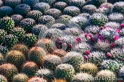 Beautiful many vibrant green small cactus pattern texture for background or wallpaper. Cactus plant green leaves pattern. Natural Stock Photo