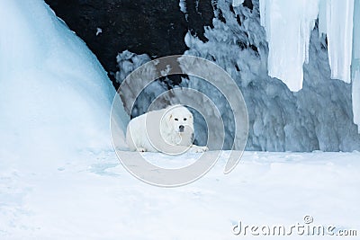 Beautiful maremmano abruzzese dog o lying in front of icefall. Maremma dog is lying in the cave. Big fluffy white dog Stock Photo