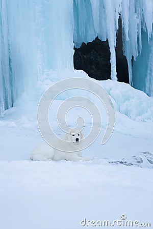 Beautiful maremmano abruzzese dog o lying in front of icefall. Maremma dog is lying on the snow. Big fluffy white dog Stock Photo