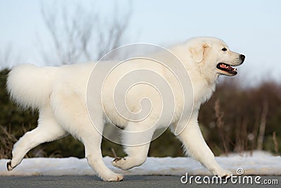 Beautiful maremmano-abruzzesse sheepdog running on the snow in the forest. Portrait of big white italian fluffy dog Stock Photo