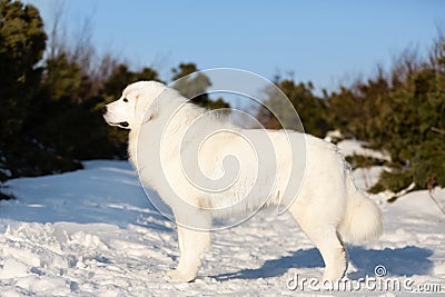 Beautiful maremmano-abruzzesse sheepdog standing on the snow in the forest. Portrait of big white italian fluffy dog Stock Photo