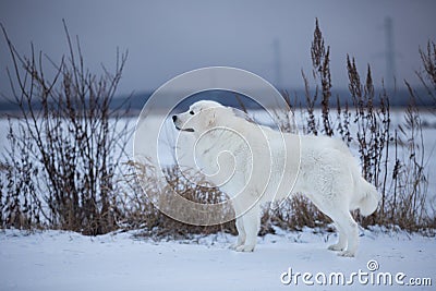 Beautiful maremmano-abruzzesse sheepdog standing on the snow in the field in winter Stock Photo
