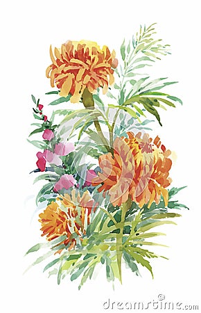 Beautiful Marigold Flower on white background. Watercolor Vector Illustration