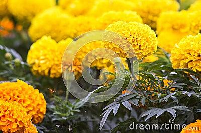 Beautiful marigold flowers Stock Photo