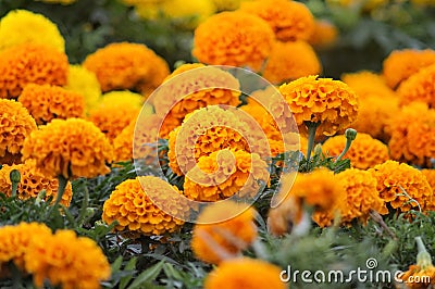 Beautiful marigold flowers Stock Photo