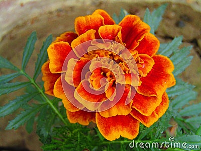 Beautiful marigold or genda phool or Tagetes erecta, the Mexican marigold or Aztec marigold. Stock Photo