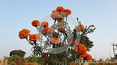 Beautiful Marigold Plant Editorial Stock Photo