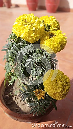 Beautiful Marigold plant in lahore Stock Photo