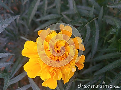 Beautiful marigold yellow color flower Stock Photo