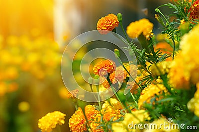 Beautiful Marigolds (tagetes) Stock Photo