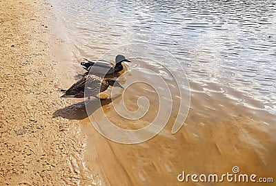 Beautiful married couple of ducks on the river near the shore close-up. Vacationing duck family Stock Photo