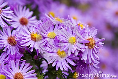 Beautiful mauve flowers Stock Photo