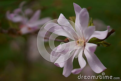 Beautiful mauve magnolia Stock Photo