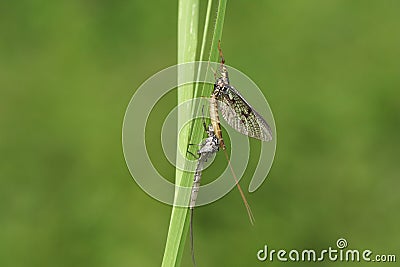A beautiful Mayfly, Ephemera vulgata, perching on a blade of grass next to its nymph casing that it has just emerged from. Stock Photo