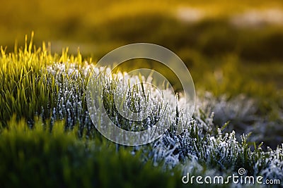 meadow with bright green lush grass covered with transparent shiny crystals of cold ice and frost shimmering in the Stock Photo