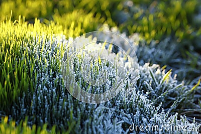 Meadow with green lush grass covered with transparent shiny crystals of cold ice and frost shimmering in Stock Photo