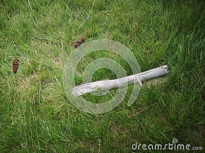 Downed log in a Meadow Stock Photo