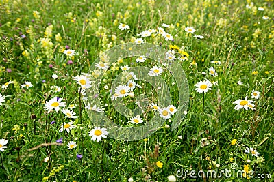 Beautiful meadow field with wild flowers. Stock Photo