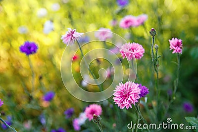 Beautiful meadow field with wild flowers. Spring Wildflowers closeup. Health care concept. Rural field. Alternative Stock Photo