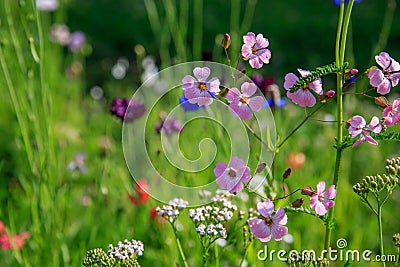 Beautiful meadow field with wild flowers. Spring Wildflowers closeup. Health care concept. Rural field. Alternative Stock Photo