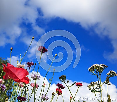 Beautiful meadow field with wild flowers. Spring Wildflowers closeup. Health care concept. Rural field. Alternative Stock Photo
