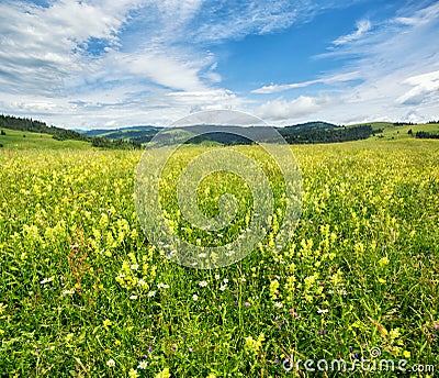 Beautiful meadow field with wildflowers against the background of mountains with clouds Stock Photo