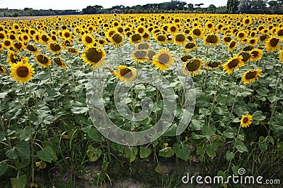 Beautiful meadow of field yellow sunflowers plants in expanse Stock Photo
