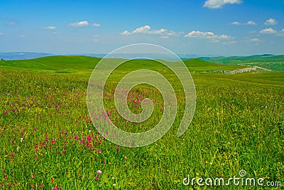 Beautiful Meadow Flower Summer Landscape at Elbrus Stock Photo