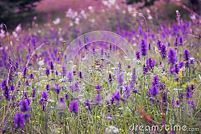 Beautiful meadow wild flowers landscape, purple flowers meadow , mountai nature vegetation, idyllic wild flowers field Stock Photo