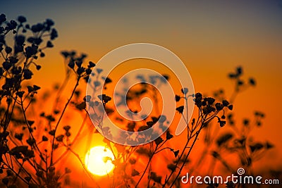 Beautiful meadow with wild flowers over sunset sky. Field of camomile medical flower, Beauty nature background Stock Photo