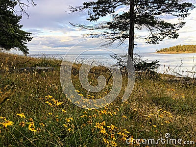 A beautiful meadow with yellow daisies with a tree and ocean in the background, on a pretty summer evening, in the gulf islands Stock Photo