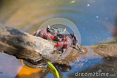 Beautiful Meder`s Mangrove Crab Stock Photo