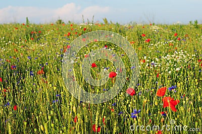 Beautiful medow with wheat and colourful flowers: red poppies, blue cornflowers, wild chamomiles Stock Photo