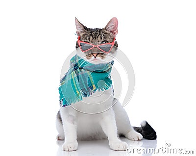 beautiful metis cat with triangle sunglasses wearing blue plaid winter scarf Stock Photo