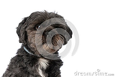 Beautiful metis dog looking away and wearing a leash Stock Photo