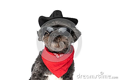 Beautiful metis dog wearing a black hat on head Stock Photo