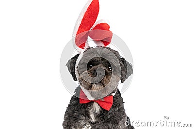 Beautiful metis dog wearing a red bowtie Stock Photo